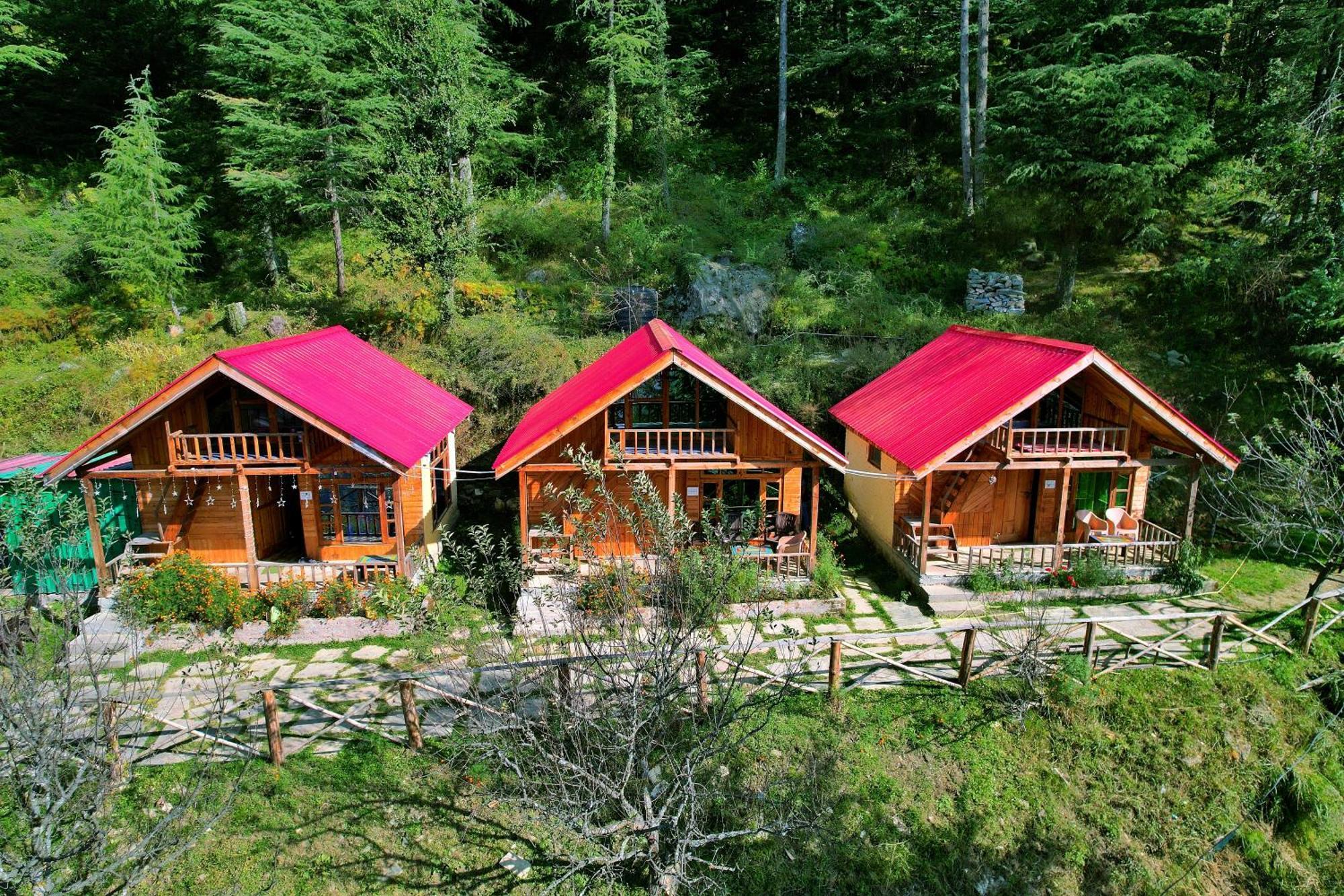 Himalayan Cedar Nest *