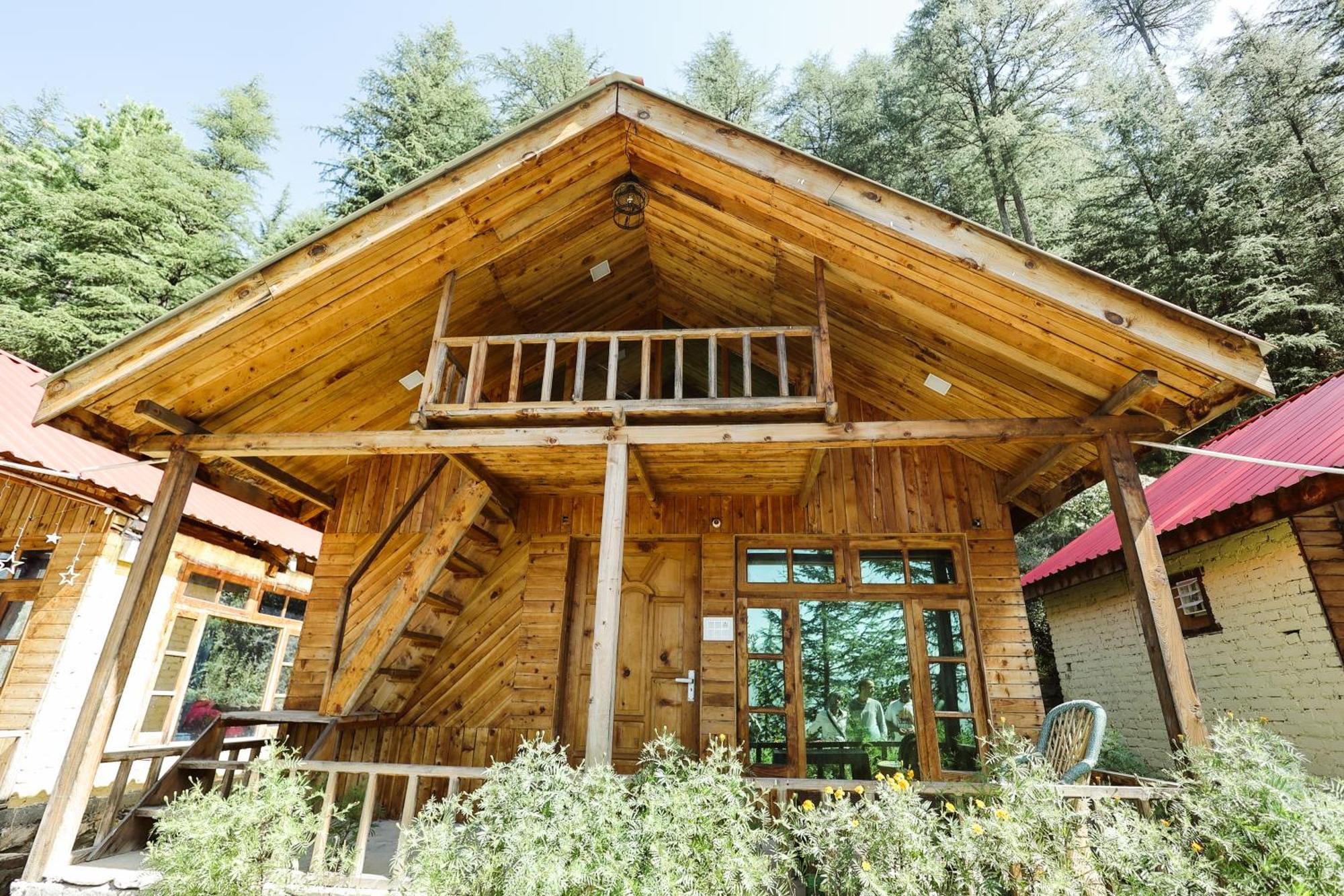 Himalayan Cedar Nest *